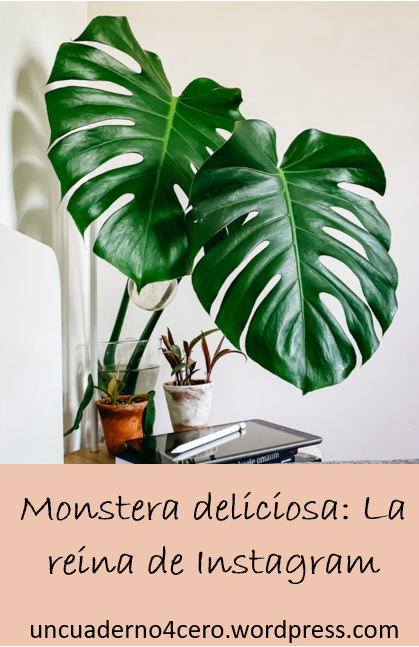 La monstera deliciosa, –más conocida como Costilla de Adán–, es una planta trepadora que en los últimos años se ha popularizado dentro de los hogares.